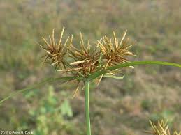 Image result for Cyperus luteus