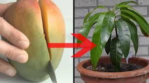 Mit Messer Und Plastiktute So Einfach Zuchten Sie Aus Einer Mango Einen Ganzen Mangobaum Video Video Pflanzen Garten Pflanzen Mango Pflanzen