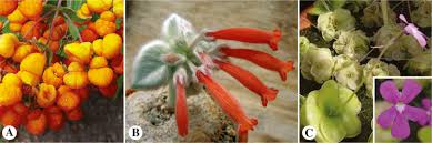 Image result for Lantana ukambensis