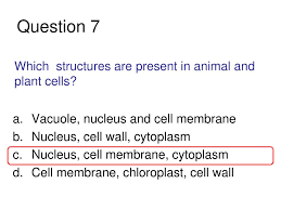 Maybe you would like to learn more about one of these? Ppt Cell Structure And Function Quiz Questions And Answers Powerpoint Presentation Id 4168866