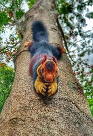 These Giant Multi Colored Squirrels Are So Beautiful It S Hard To Believe They Are Real Unusual Animals Animals Beautiful Unique Animals