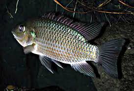 Ikan berkembang biak dengan cara apa jelaskan. Mujair Wikipedia Bahasa Indonesia Ensiklopedia Bebas