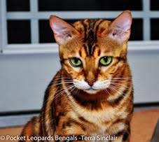There are few bengal cat breeders available throughout the world that has bengals. Bengal Cat Breeders Sacramento California Bengal Cat For Sale Bengal Cat Bengal Cat Breeders