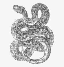 Rattlesnake Drawing T Rattle Snake Line Drawing 586x800 Png Download Pngkit