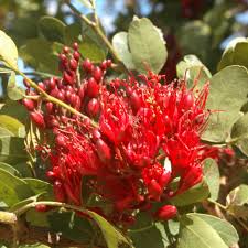 Image result for Schotia brachypetala