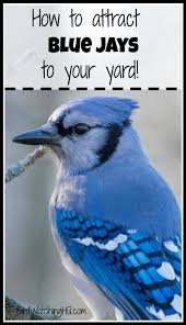 Birds That Start With Blue Attract Blue Jays With These 4 Simple Strategies 2020 Bird Watching Hq Blue Jay Bird Bird Birdhouses Bird Feeders