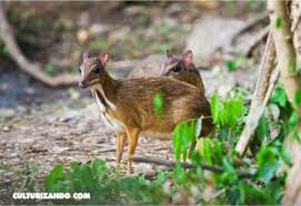 Maybe you would like to learn more about one of these? El Ciervo Raton De Vietnam No Se Habia Extinguido