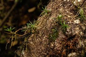 Image result for Meiostemon tetrandrus