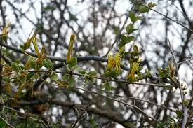 Image result for Erianthemum