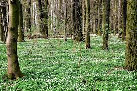 Kinder teppich wald von ikea kaufen auf ricardo. Buschwindroschen Teppich Wald Kostenloses Foto Auf Pixabay