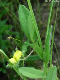 Image result for Crotalaria misella