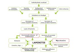 Image result for hoof disease chart for cow