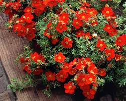CZERWONY PIĘCIORNIK KRZEWIASTY RED ACE P9 - 7883852152 - oficjalne archiwum  Allegro