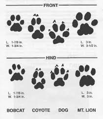 coyote prints vs dog prints mountain lion coyote tracks