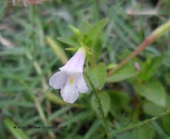 Image result for Torenia thouarsii