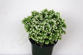 Image result for Selaginella nivea
