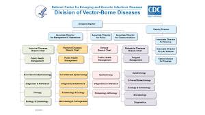 division of vector borne diseases organizational chart