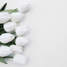Beautiful Flowers On White Background With Space On The Right Photo Free Download Pink And White Background Flower Phone Wallpaper Beautiful Flowers