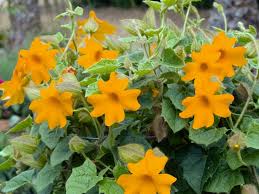 Image result for Thunbergia serpens