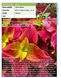 Meski ada perkembangan positif dari indonesia, laju deforestasi di seluruh dunia belum menunjukkan tanda akan melambat. Ati Ati Coleus Blumei Wannura