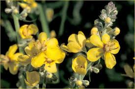 Image result for Verbascum scrophulariifolium
