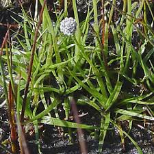 Image result for Eriocaulon schimperi