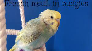 French Moult In Budgies Youtube