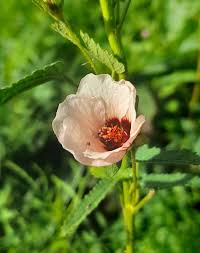 Image result for Pavonia