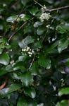 Image result for Gymnosporia harveyana