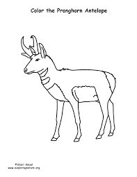 Select from 35657 printable coloring pages of cartoons, animals, nature, bible and many more. Pronghorn Antelope Coloring Page