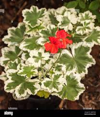 Image result for Pelargonium whytei