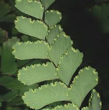 Image result for Adiantum soboliferum