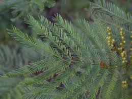 Image result for Acacia decurrens