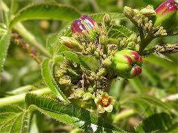 Image result for Jatropha erythropoda