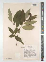 Image result for Olinia rochetiana