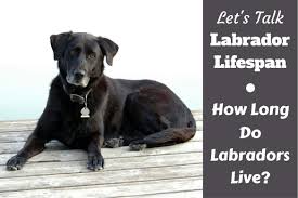 How Long Do Labs Live Average Labrador Lifespan The Oldest