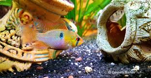 Microgeophagus altispinosus — bolivianischer schmetterlingsbuntbarsch bolivianischer schmetterlingsbuntbarsch (mikrogeophagus altispinosus) systematik ordnung: Aufzucht Von Schmetterlingsbuntbarschen Alle Infos Und Details