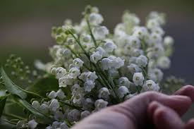 Check spelling or type a new query. How To Transplant Lily Of The Valley Farmhouse Blooms