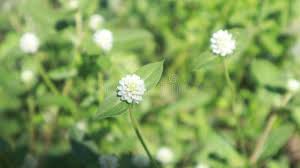 Image result for Alternanthera caracasana