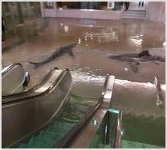 Shark Tank Breaks At Kuwait Scientific Center Shark Shark Tank Pictures