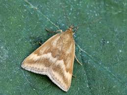 Image result for Pyrausta aerealis
