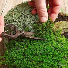 Growing moss in a small plastic aquarium not only saves space but also supplies like a ceramic dish, rocks, and moss are all you need to make this tabletop moss garden. How To Make A Tabletop Moss Garden Better Homes Gardens