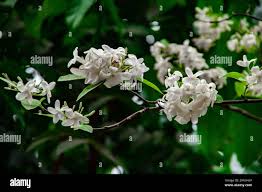 Image result for Holarrhena floribunda