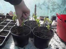 Maybe you would like to learn more about one of these? How To Propagate Forsythia From Softwood Cuttings Youtube