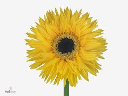 Buy Germini Spider Querido 45cm 7cm Per Stem Spider Gerber Daisies Flowers