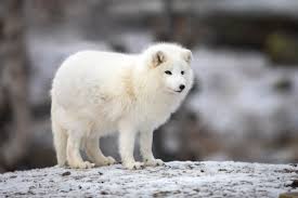 Brought to you by www.coolfactsforkids.com. Facts On The White Fox