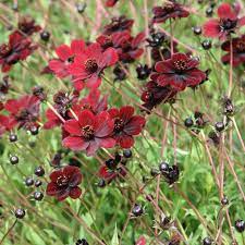 Cosmos Atrosanguineus Chocolate Cosmos Chocolate Cosmos Chocolate Cosmos Flower Most Beautiful Flowers