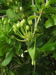 Image result for Barringtonia asiatica