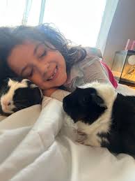 Guinea pig for adoption near me
