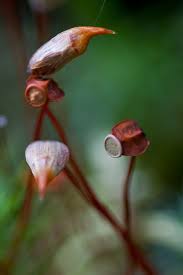Polytrichum Commune Gronne